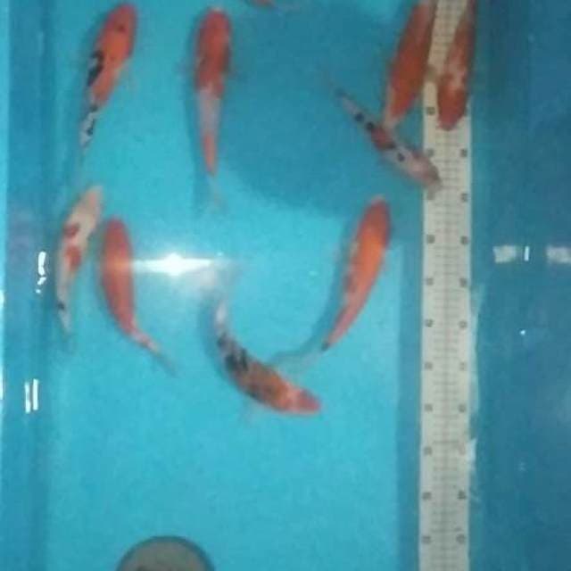 Kohaku sanke