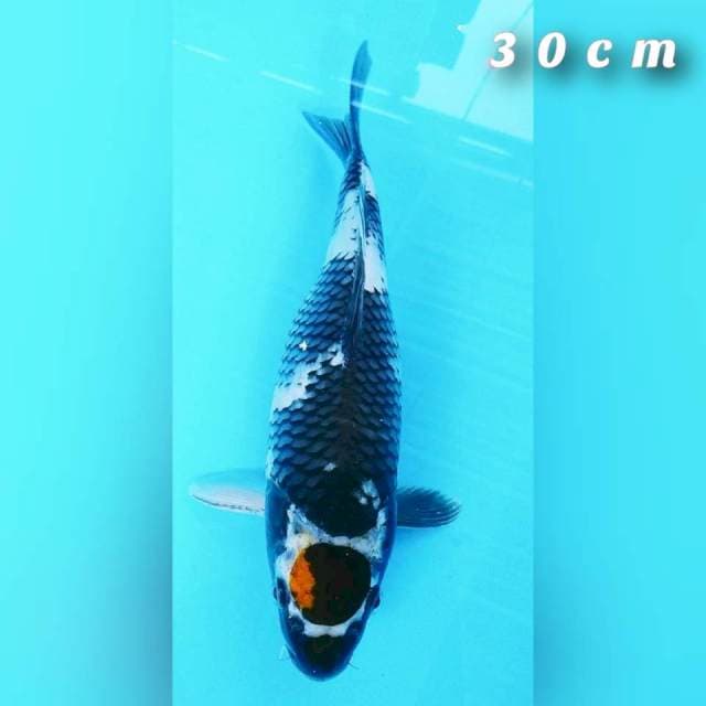 Tc sowa 30cm