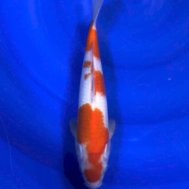 Kohaku 29cm