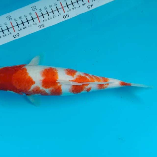 Kohaku 32 cm