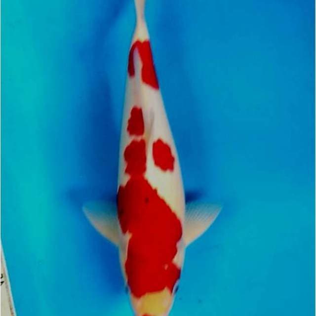 Kohaku male Bulky Super Red