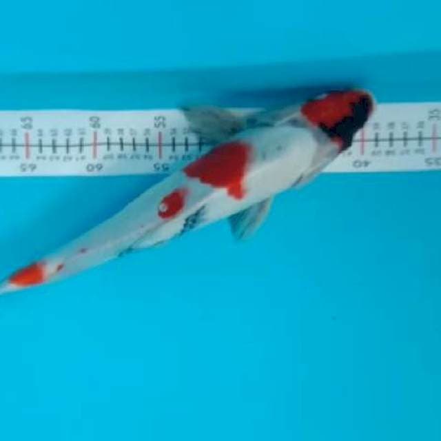 Showa 36 cm
