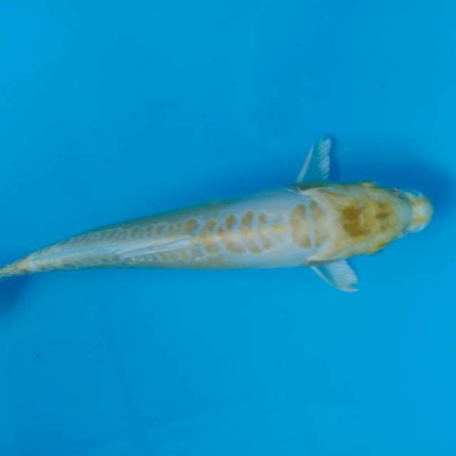 Doitsu yamabuki aragoke 28 cm