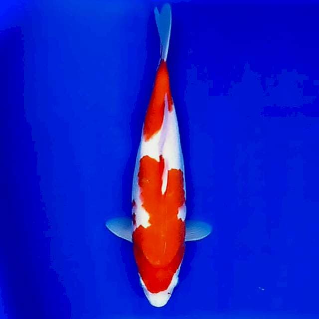 Kohaku female