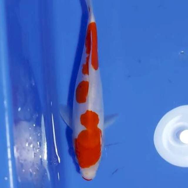 Kohaku doitsu 25cm