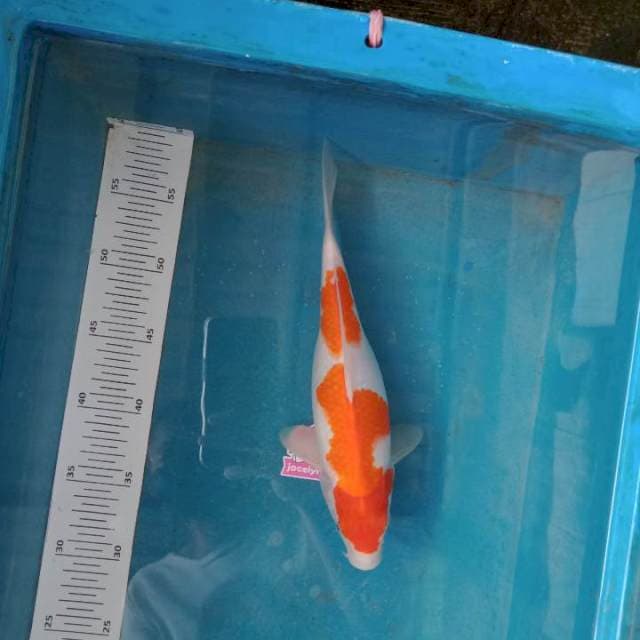 Kohaku 30cm