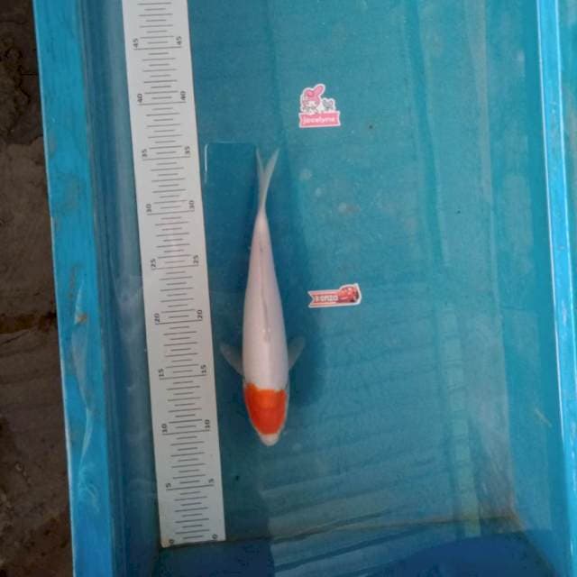 Tancho 27cm