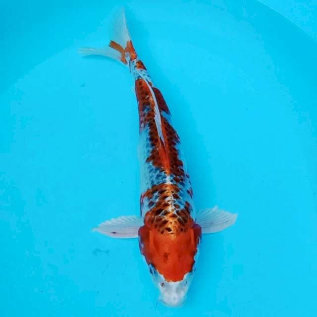 Kujaku 33cm