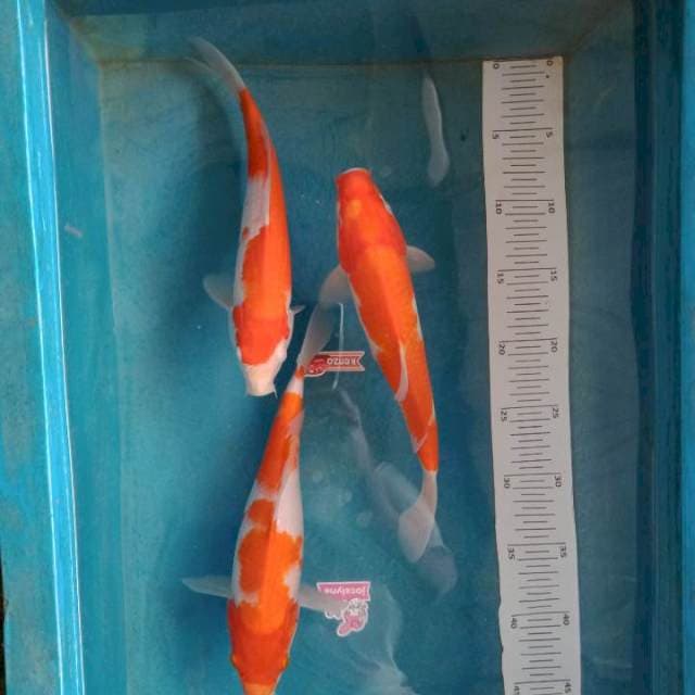 Kohaku 3ekor