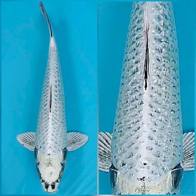 Mukasi 41 cm