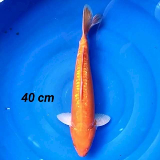 Orenji Aragoke Ginrin 40cm Jantan