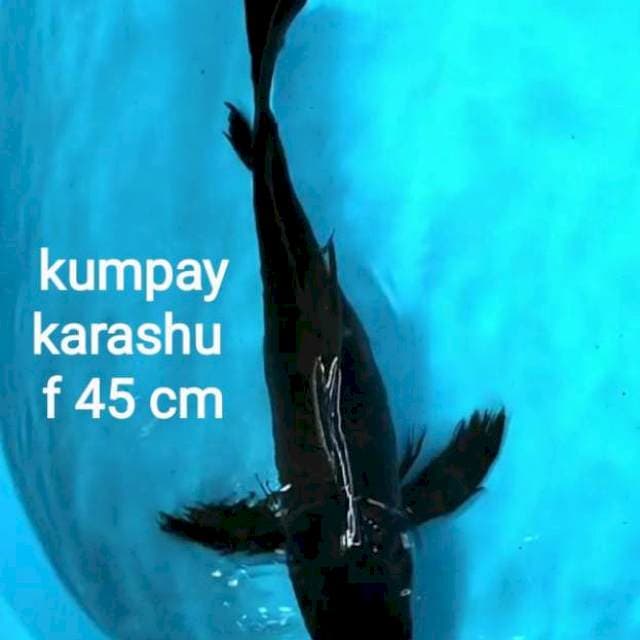 45 cm_Karasugoi Kumpay
