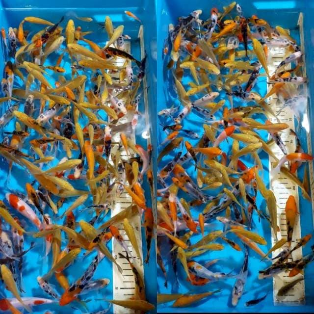 BURAYAK SANKE KARASHI 5-15 CM 200 EKOR