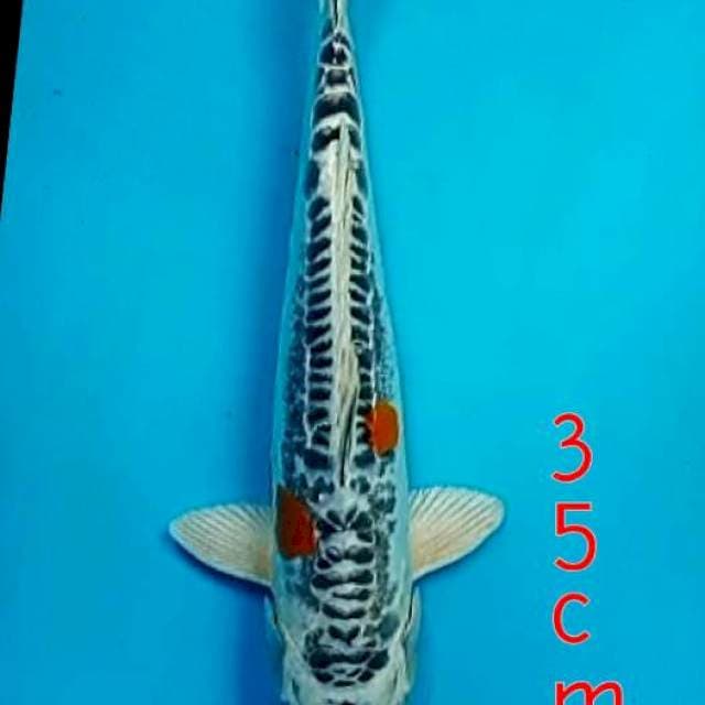 Kiko kuryuu 35cm
