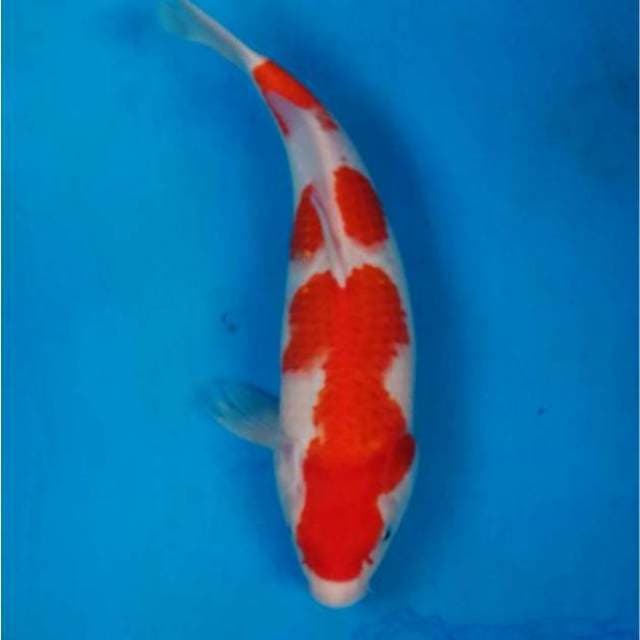 Kohaku Sandan Bulky F1 Ogata