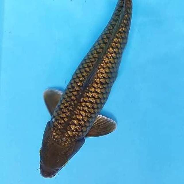 Ginrin male 40 bu/38 cm