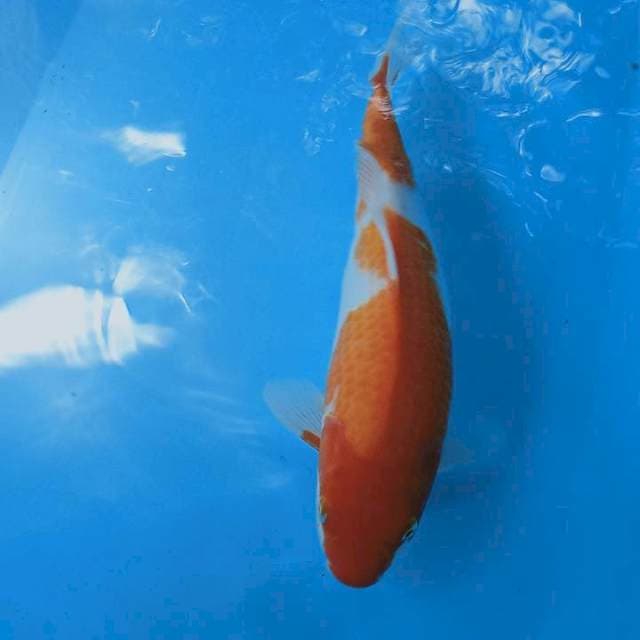 Kohaku