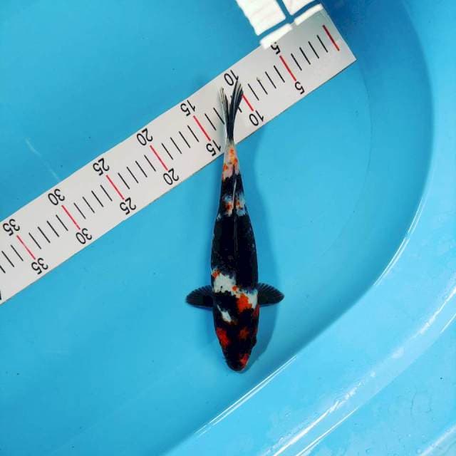 Showa female 26 cm