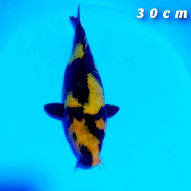 Utsuri 30cm