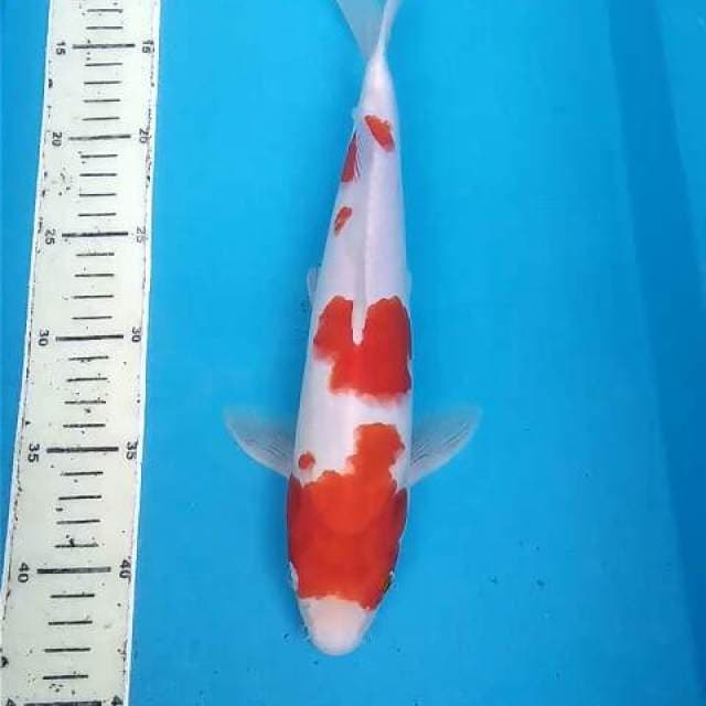Kohaku 32 cm
