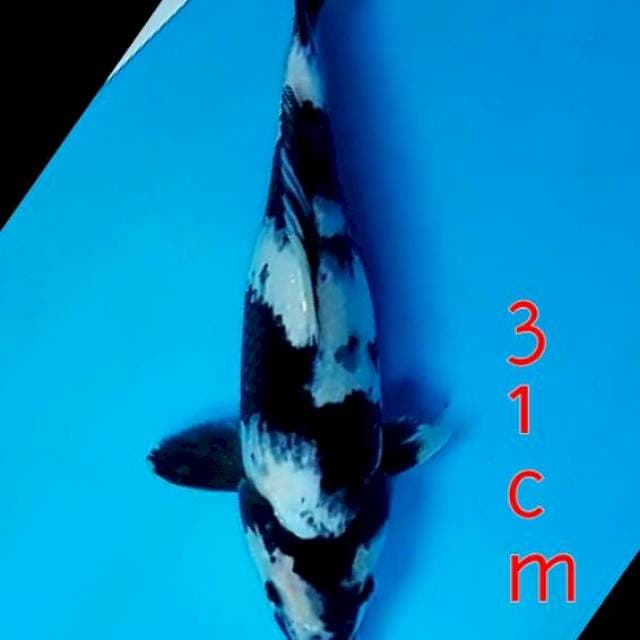 Hage Shiro 31cm