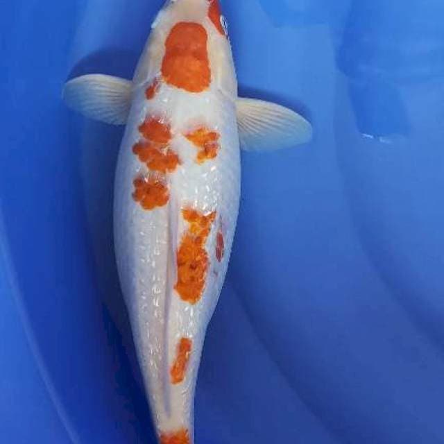 F1 kohaku sakura full ginrin