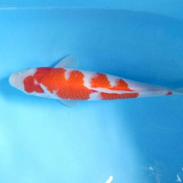 Kohaku