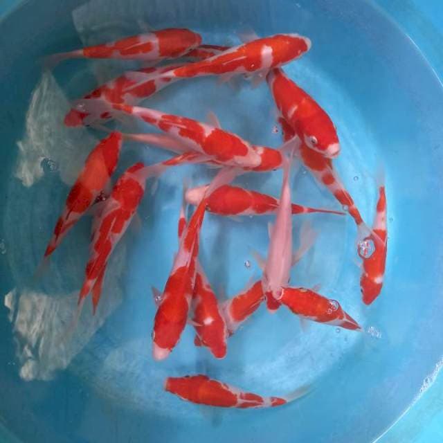 Mini kohaku 15 20cm.20 ekor