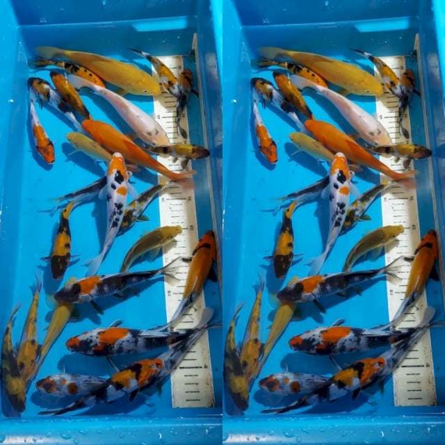 SHOWA SANKE KARASHI 13-24 CM 25 EKOR