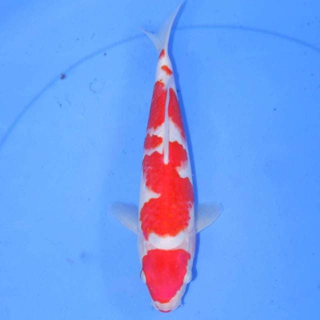 30cm KOHAKU