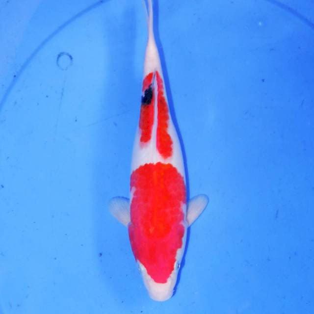 28cm TATEGOI SANKE