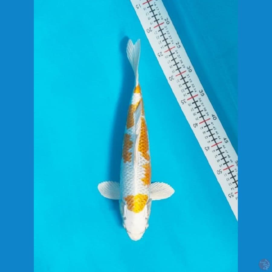 bsmlh~ hariwake jantan 37cm
