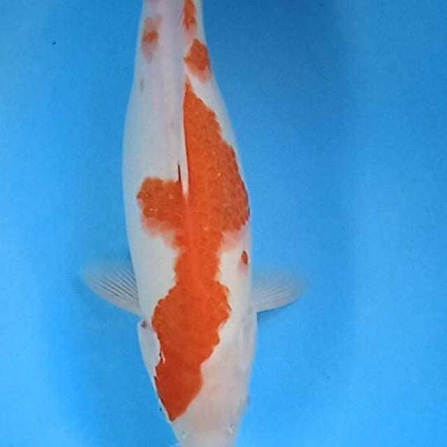Inazuma kuhaku clasik
