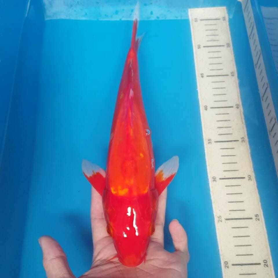 benigoi merah darah ukuran 40cm kurleb