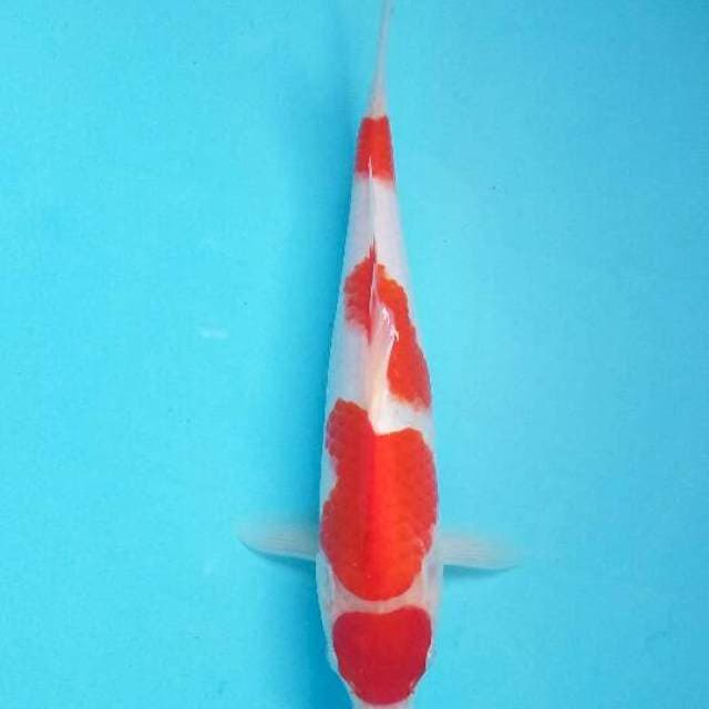 Kohaku maruten