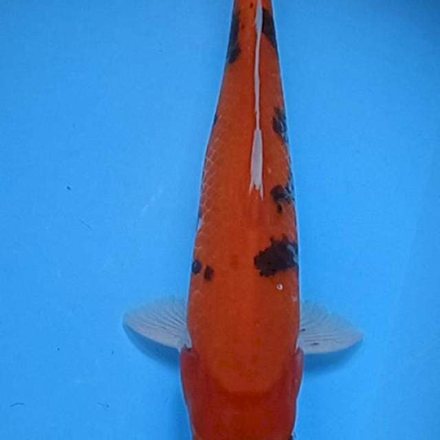Aka sanke
