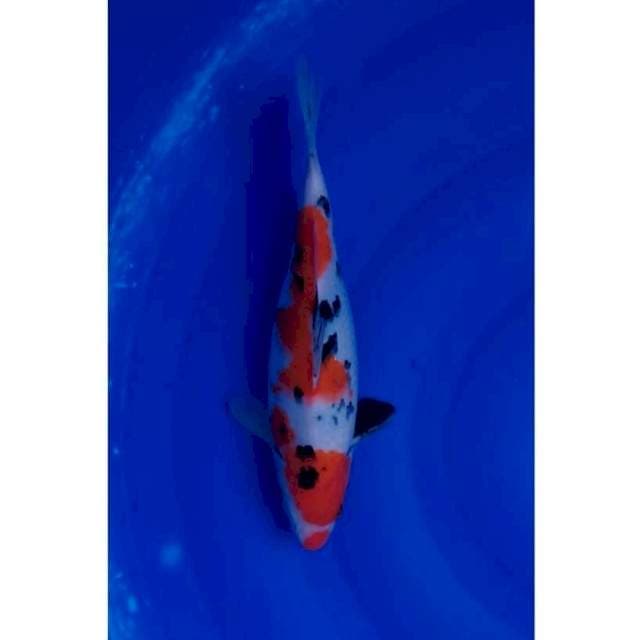 Bulky Kuchibeni Sanke 2Step Original 29cm (F)