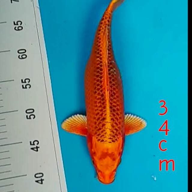 Kin Matsuba 34cm