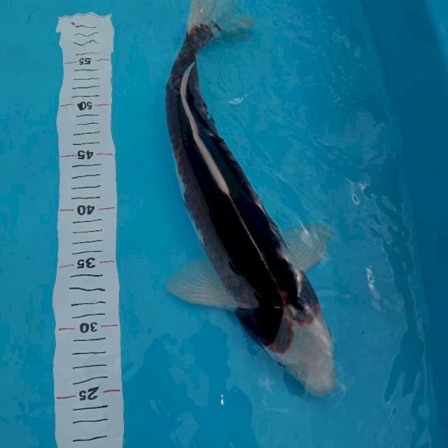 Goromo male 40cm