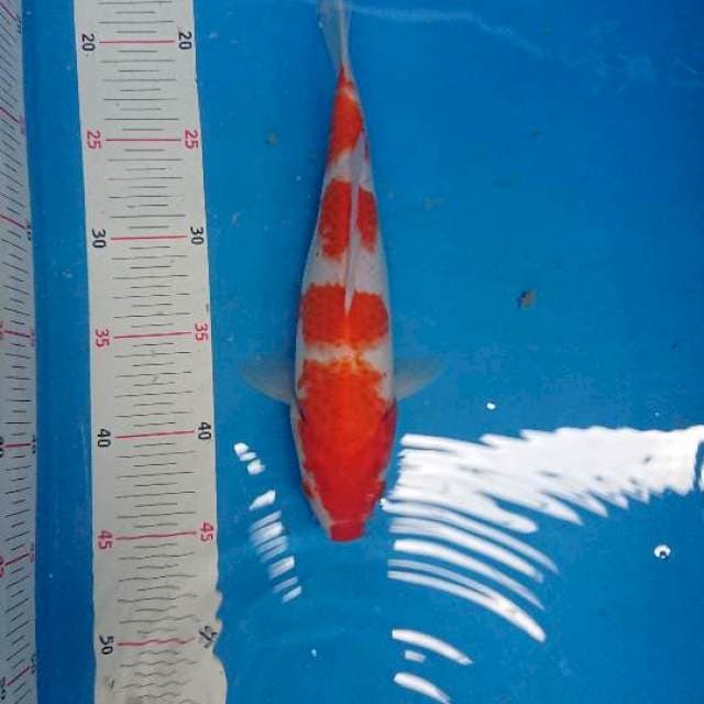 Kohaku step 4