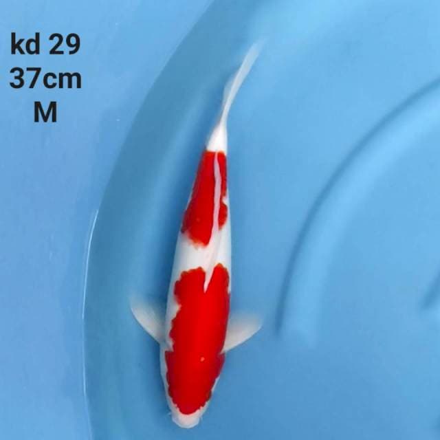 kohaku red strong