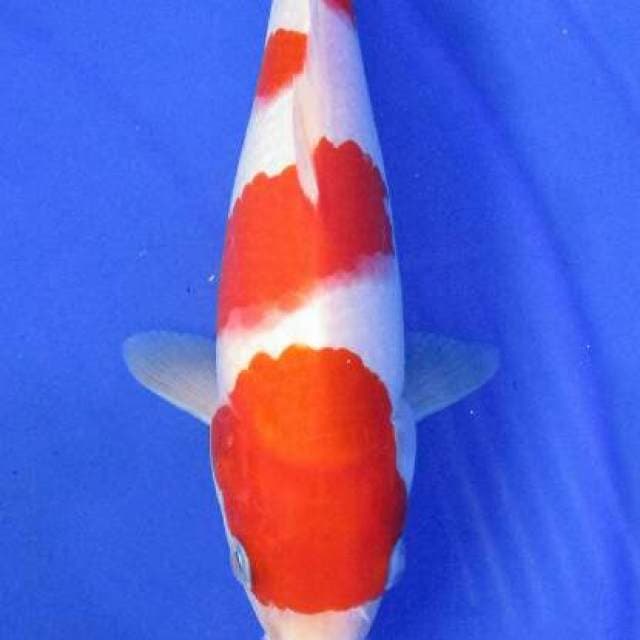 Kohaku sq
