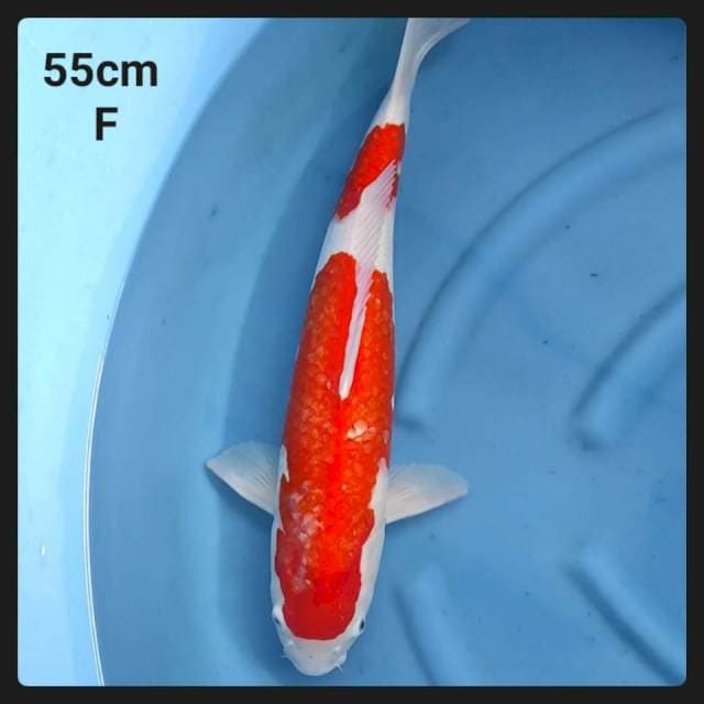 kohaku F1
