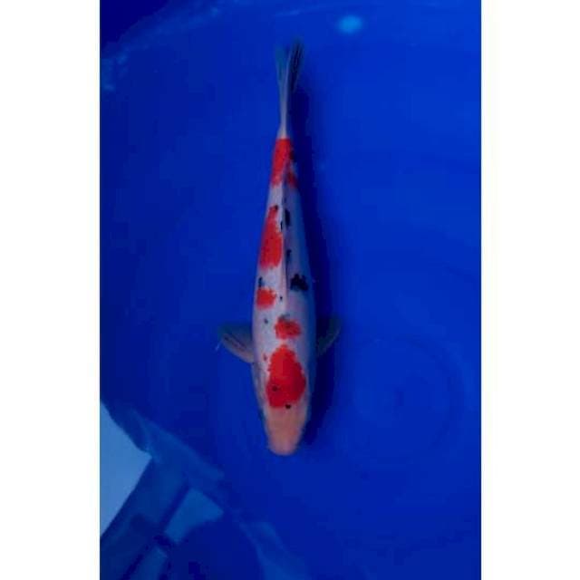 Sanke Original 32cm (M)