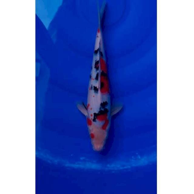 Sanke 31cm (M)