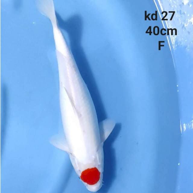 Tancho kohaku putih salju original