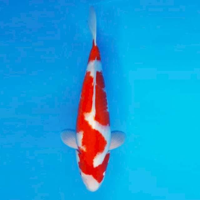 KIREII 2 - KOHAKU ®