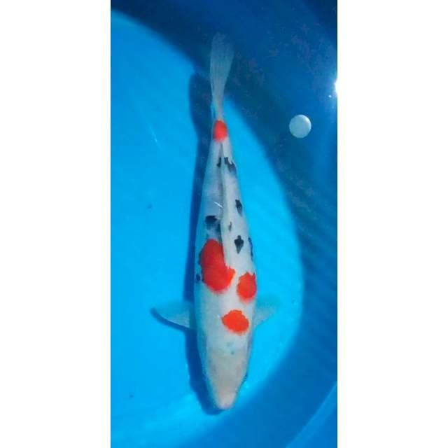 Bulky Sanke Sakura Patern Original 32cm (F)