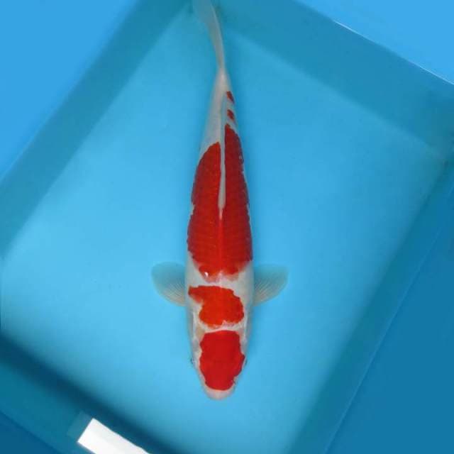 IWOJIMA 10 ~ KOHAKU,-