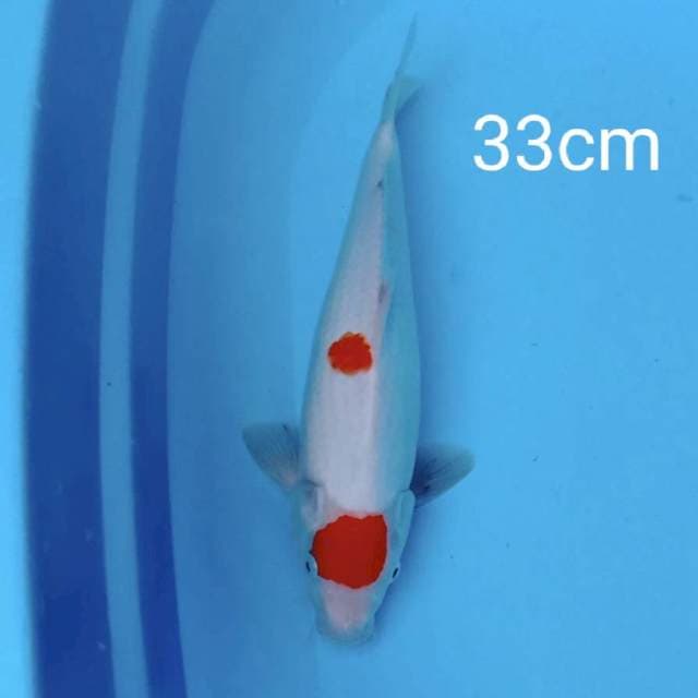 Tancho Kohaku 33cm